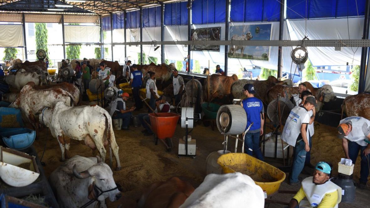 Realizada a primeira ordenha oficial do 44º Concurso Leiteiro