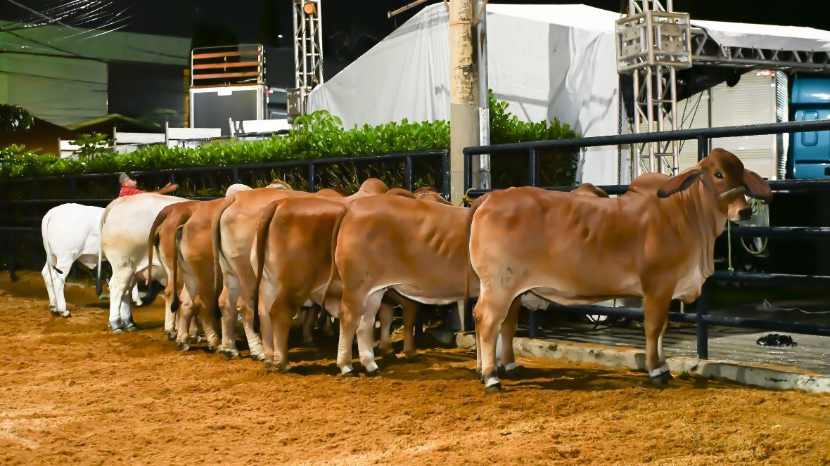 Raça Brahman terá agenda intensa na 90ª ExpoZebu