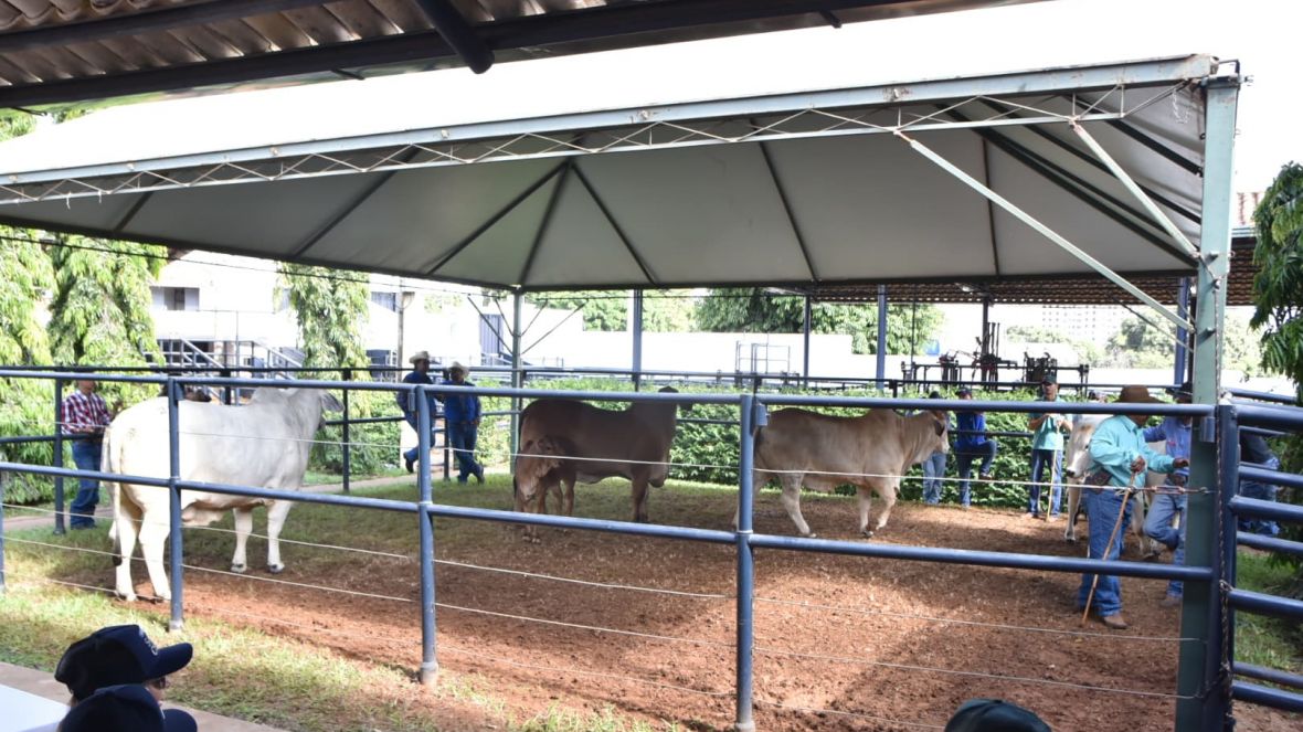 Brahman a Campo avalia genética, funcionalidade e desempenho na 90ª ExpoZebu