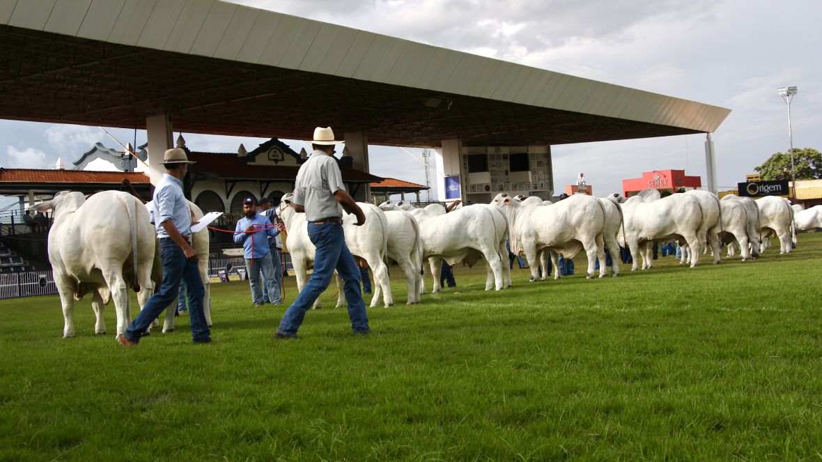 Expoinel Minas 2026 consagra Grandes Campeões no Parque Fernando Costa