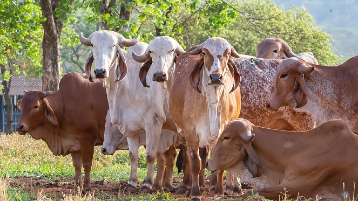 Inédito: 1ª Prova de Produção de Leite Tropical vai desafiar novilhas a produzir leite sem bezerro e sem ocitocina  