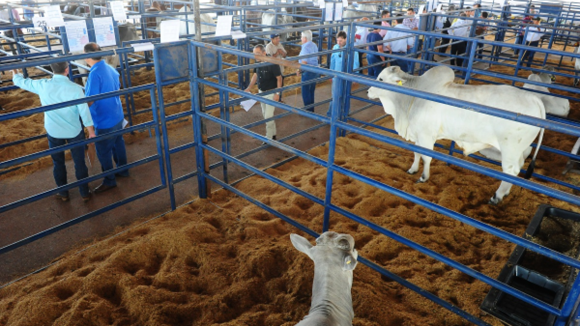 Últimos dias para inscrição de animais no PNAT 2018