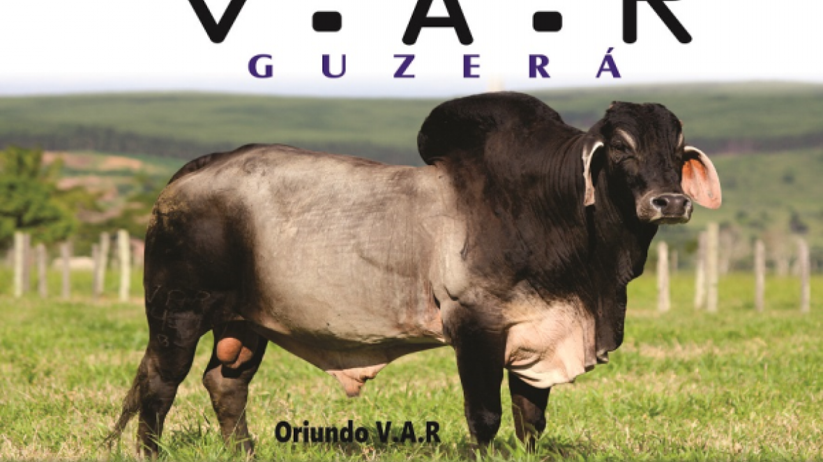 Técnico da ABCZ ministra palestra em Dia de campo na Bahia