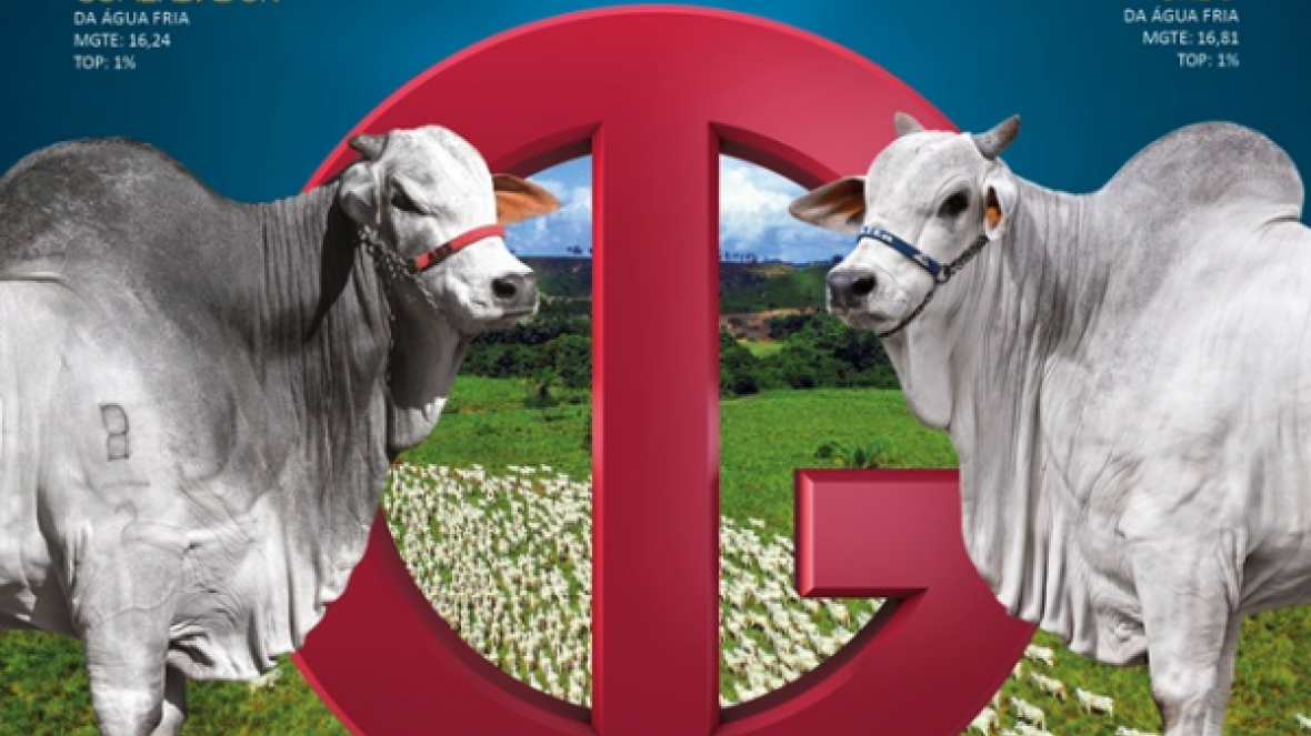 Regiões de referência da pecuária de corte já contam com genética própria