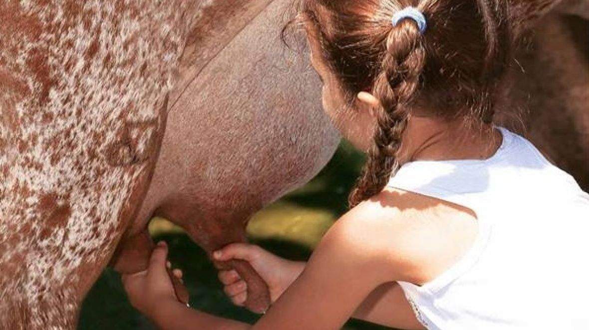 Gir Leiteiro é estrela em obra de Tatiane Tetzner 