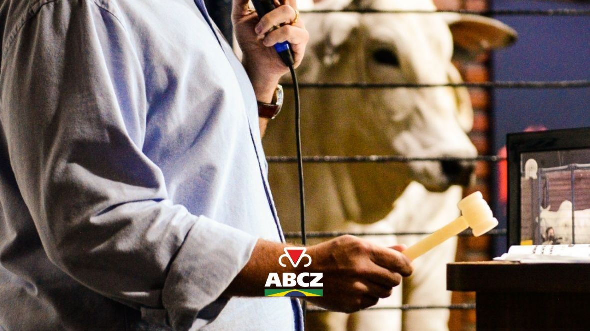 Leilões da 91ª ExpoZebu ultrapassam R$ 100 milhões movimentados