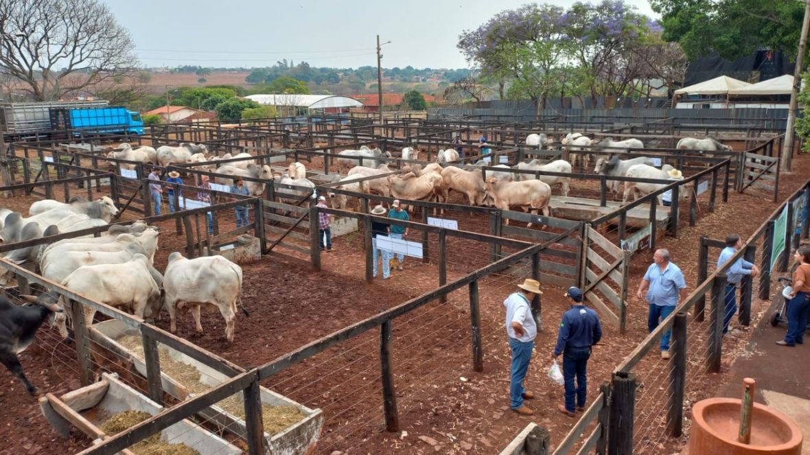 Confira as cidades que receberão Feiras de Touros Pró-Genética na segunda quinzena de outubro