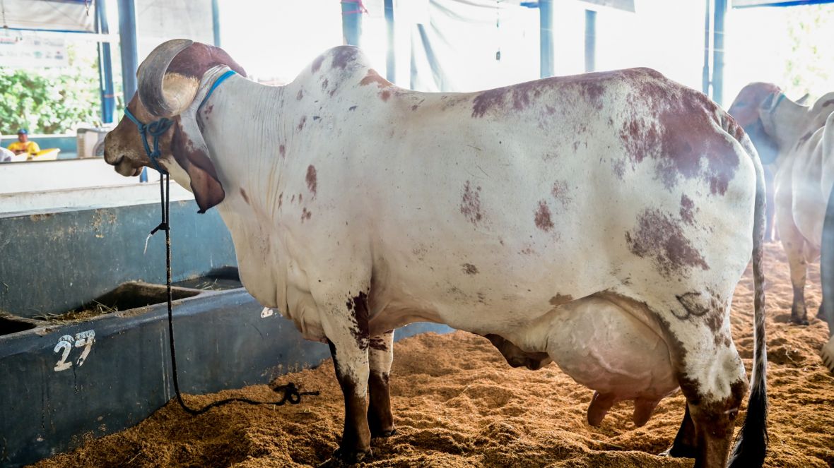 2ª ExpoLeite: vaca Gir Leiteiro bate recorde mundial de produção de leite, em Uberaba (MG)