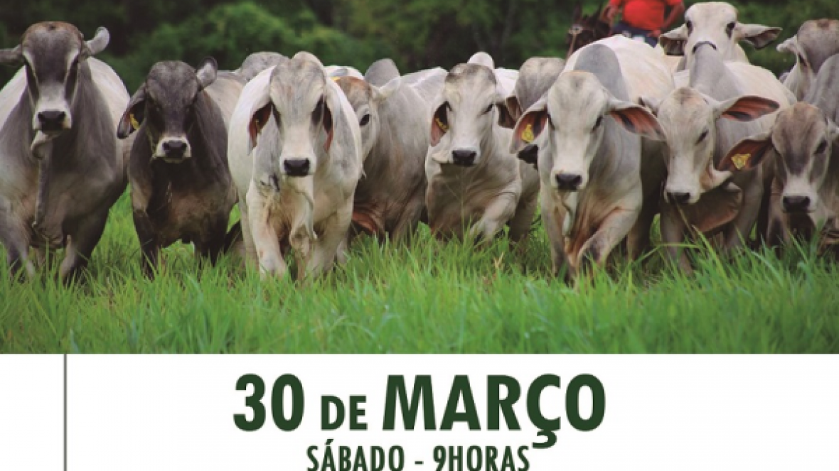 Dia de Campo na Fazenda Braúnas vai destacar o PMGZ