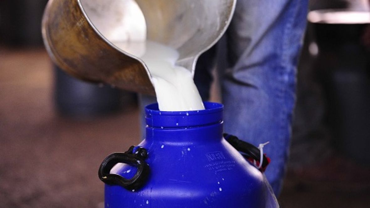 Regulamento do Concurso Leiteiro 2018 é adaptado à nova normativa do MAPA