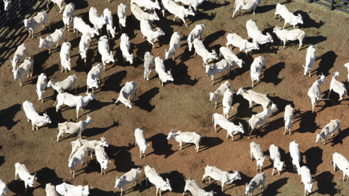 Ministério busca novos mercados para a venda de gado vivo