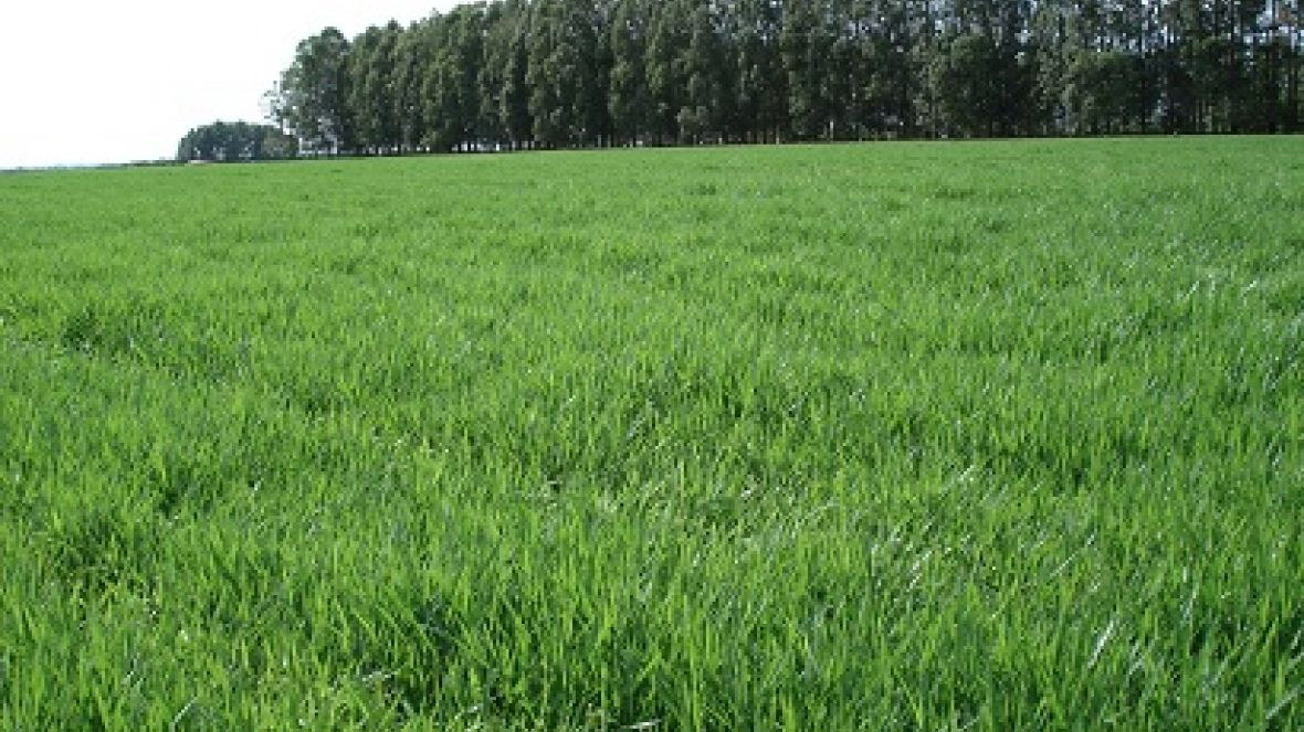 Matsuda lança novas cultivares de Brachiaria e Panicum na ExpoZebu Dinâmica