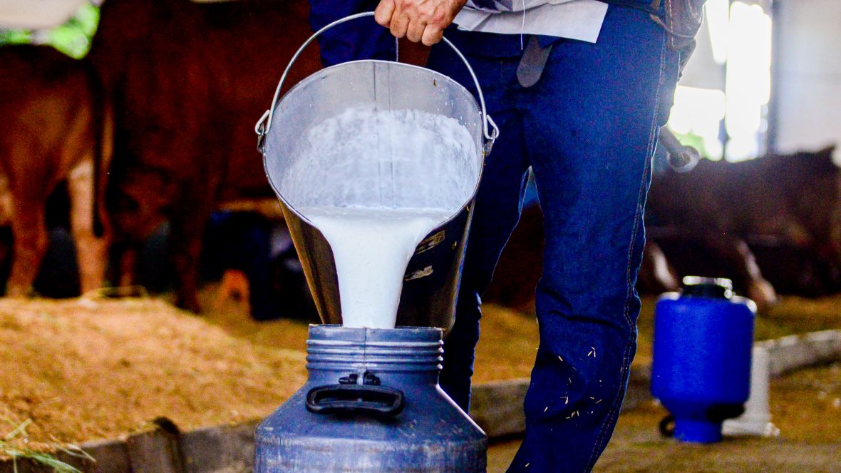 Inscrições para o 44º Concurso Leiteiro da ExpoZebu começam na segunda-feira (4)
