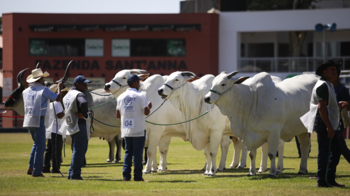 Inscrições de animais para ExpoZebu 2019 já podem ser feitas