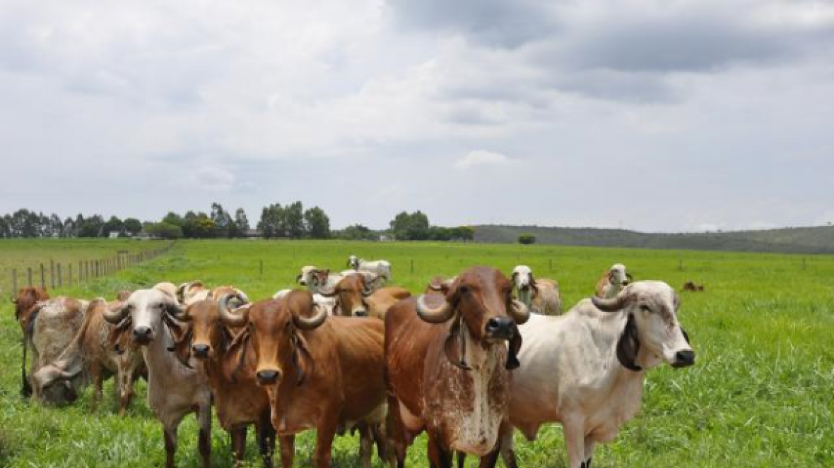 Divulgado regulamento da 2ª Prova de Produção de Leite a Pasto do Zebu Leiteiro da Embrapa Cerrados