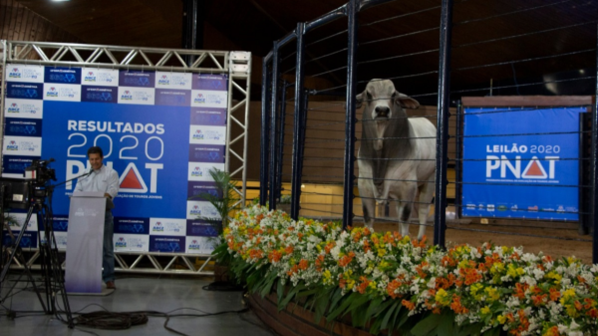 ExpoGenética 2020: ABCZ divulga resultados do PNAT 2020 