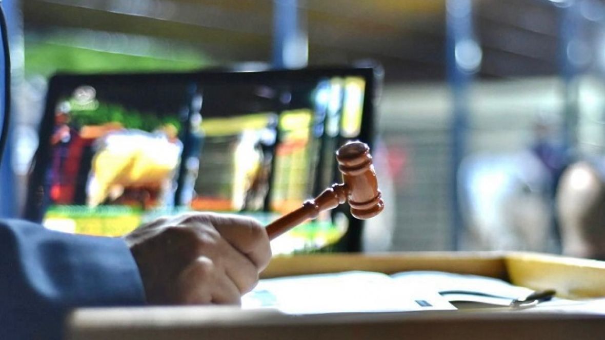 16ª ExpoGenética: leilões já atingiram faturamento superior a R$ 20 milhões