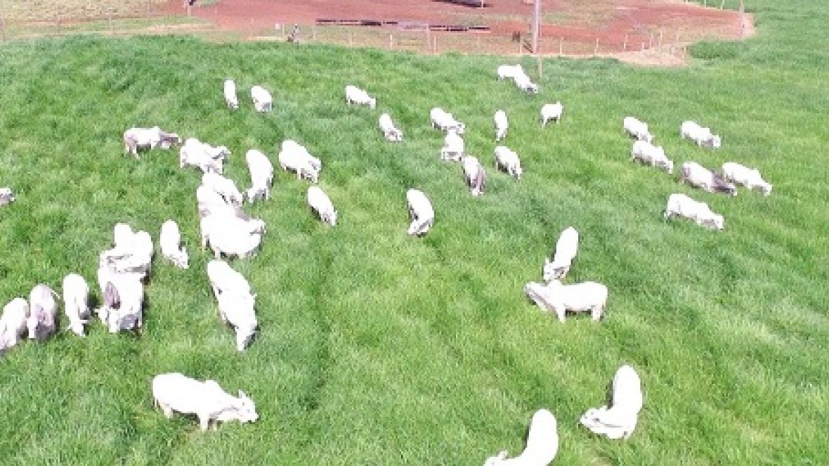 ABCZ anuncia segunda etapa do ?Zebu: Carne de Qualidade? 