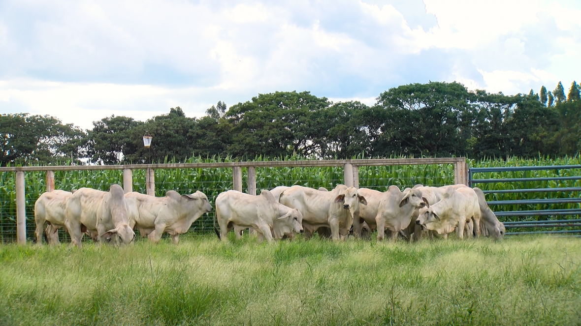 Em parceria com a ABCZ, Associação Brasileira dos Criadores de Tabapuã promove Prova de Ganho de Peso