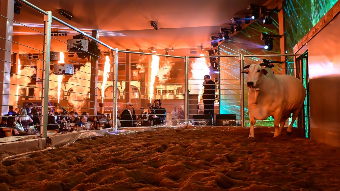 Leilões da 18ª ExpoGenética já movimentam mais de R$ 33,5 milhões