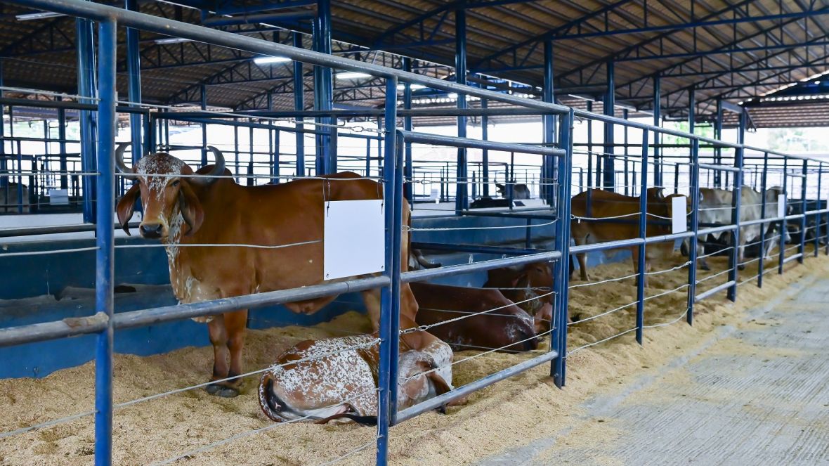 2ª ExpoLeite: Feiras Pró-Genética e Pró-Fêmeas são destaque da programação