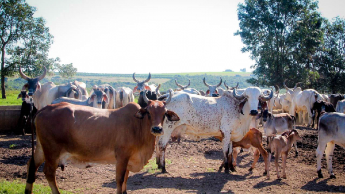 Simpósio debate pecuária e crise hídrica com participação da ABCZ  