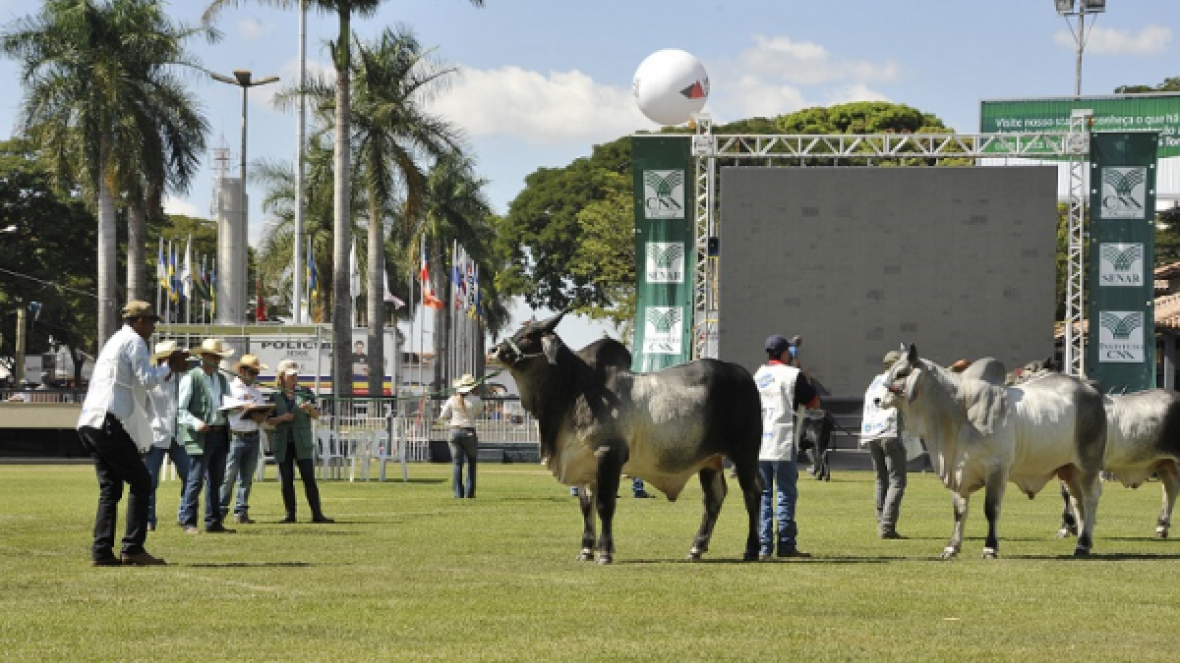 Guzerá promove seminários, premiação e lança sumário na ExpoZebu