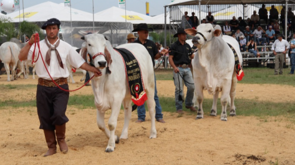 ACGZ divulga regulamento para zebuínos na Expointer
