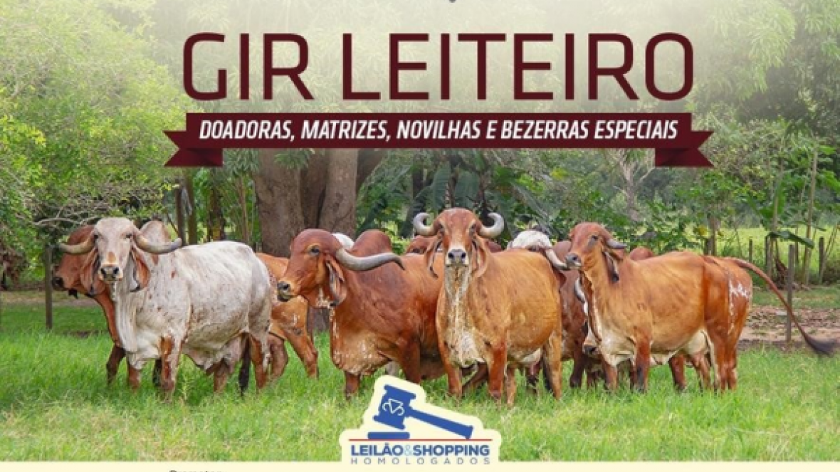 ?Leilão Virtual GV5 Gir Leiteiro? vai ofertar mais de 30 exemplares na próxima terça (20)