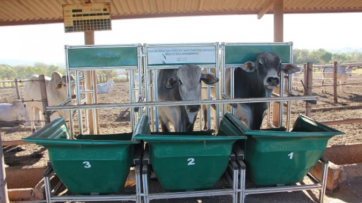 Divulgado resultado do Teste de Desempenho e Eficiência Alimentar  do PNAT  