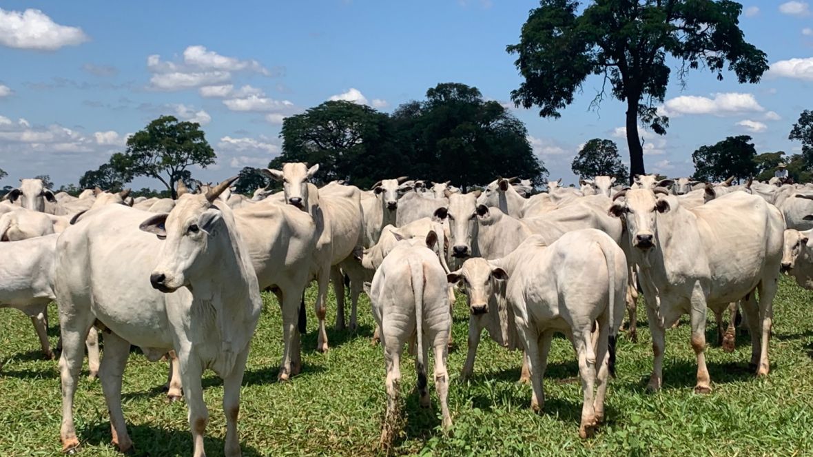 ABCZ divulga atualização das avaliações genéticas do PMGZ Corte
