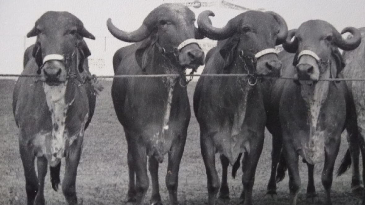 Estação João Pessoa comemora 100 anos e recebe reconhecimento da ABCZ
