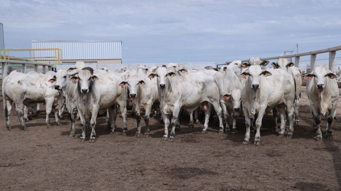 PMGZ Carne realiza primeiro abate de 2025