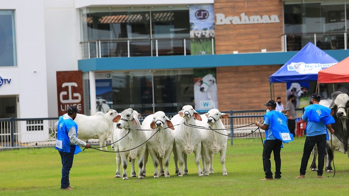 Inscrições com desconto para ExpoBrahman 2022 vão até 25 de setembro