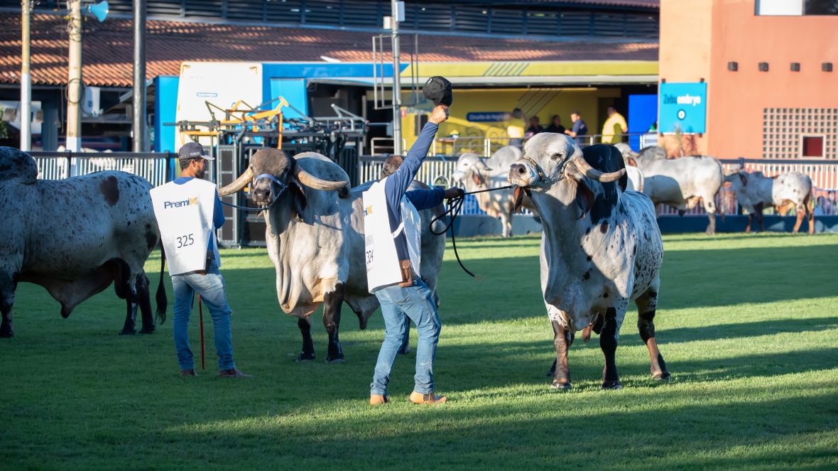 ABCZ e ABCGIL unificam regulamento do Gir Leiteiro na ExpoZebu