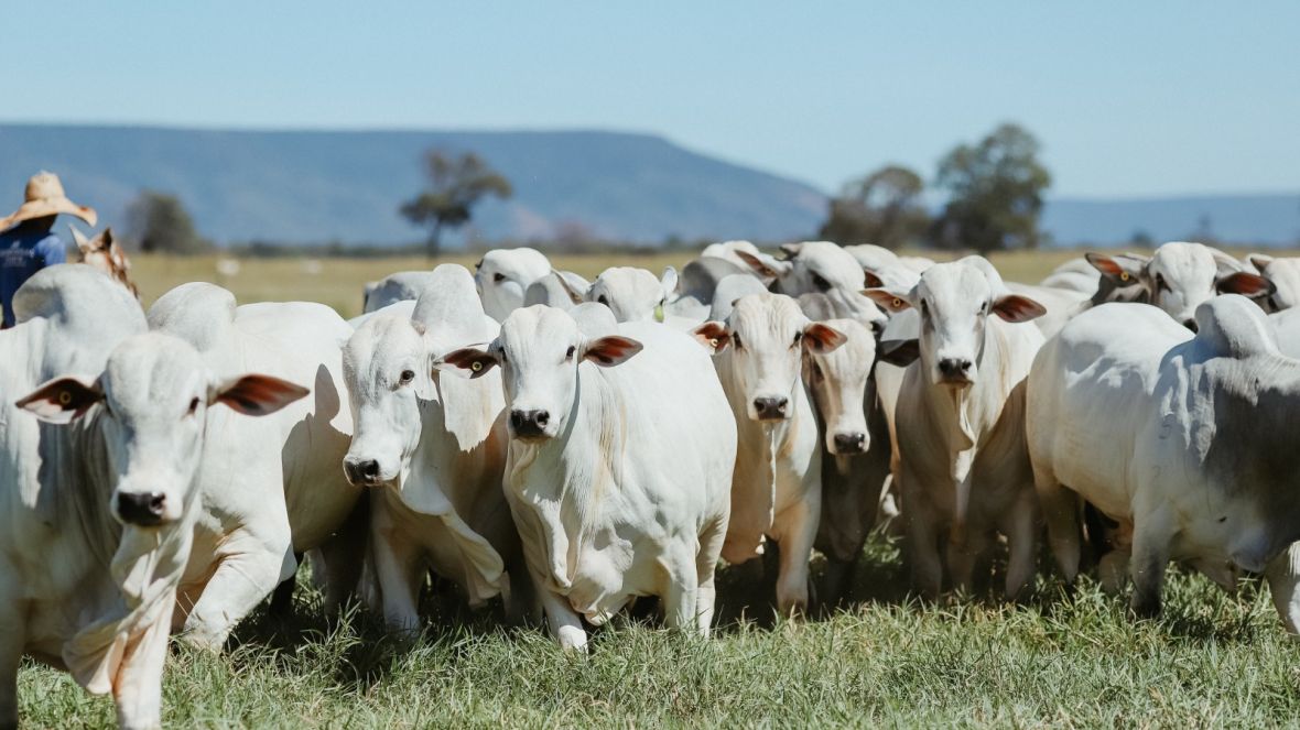 Inscrições para comercializar animais no 1º ABCZ Shopping já estão abertas