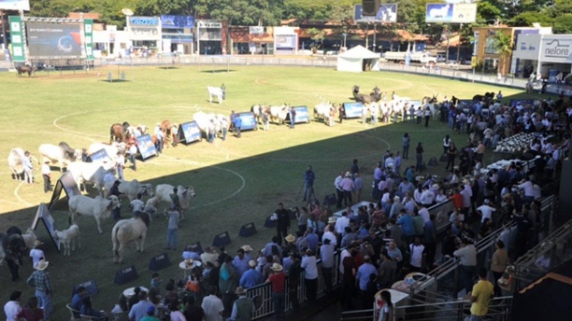 Grandes Campeões são festejados na ExpoZebu