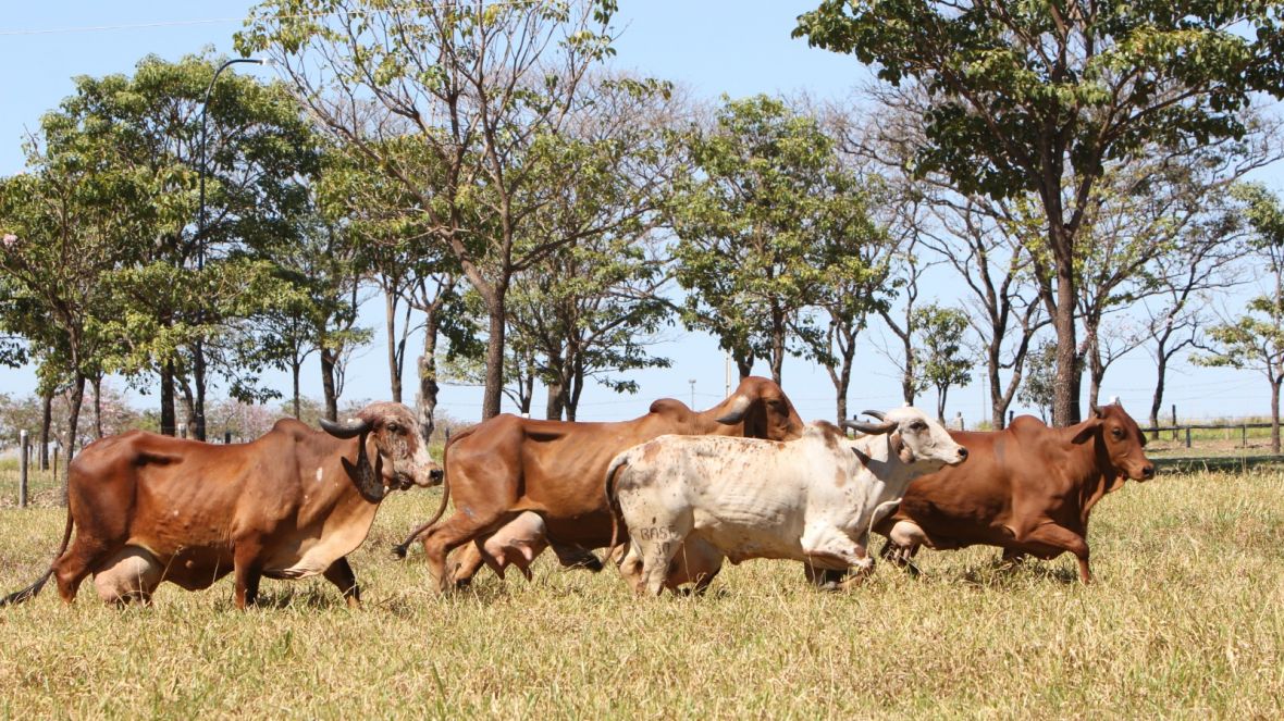 Circuito de Palestras BR Leite será destaque da programação da ExpoLeite