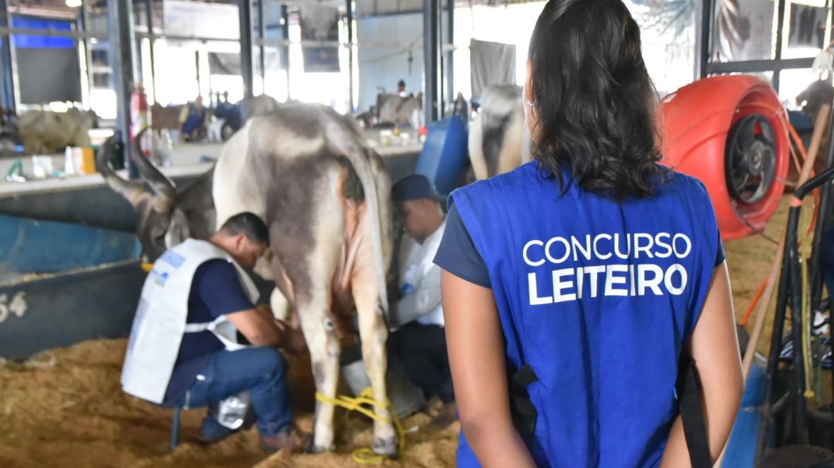 90ª ExpoZebu: realizadas as primeiras ordenhas oficiais do 45º Concurso Leiteiro
