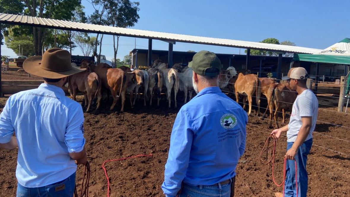 Curso de Doma e Adaptação à Sala de Ordenha prepara novilhas para desafio de produção de leite sem bezerro e sem ocitocina