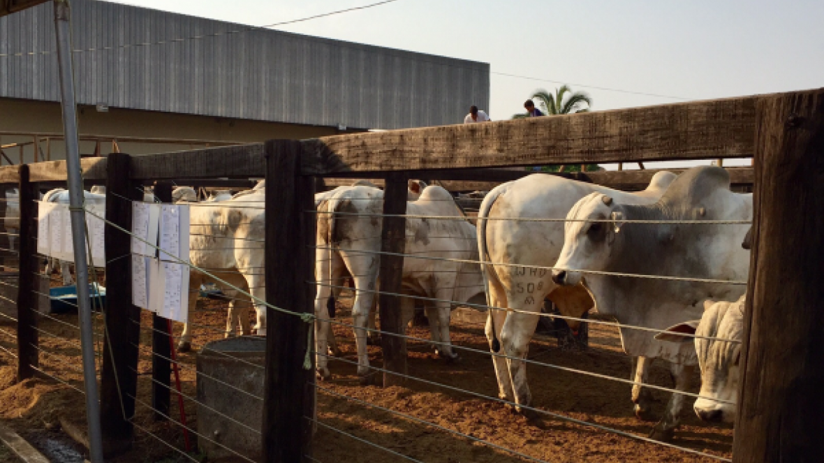 ABCZ e deputados defendem Pró-genética como política pública