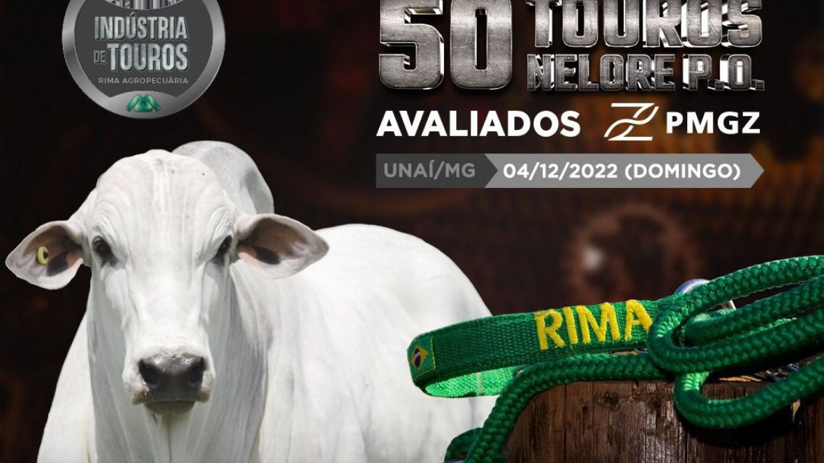 Rima Agropecuária oferta 50 touros Nelore PO no domingo (04), em leilão com retransmissão pela ABCZ TV