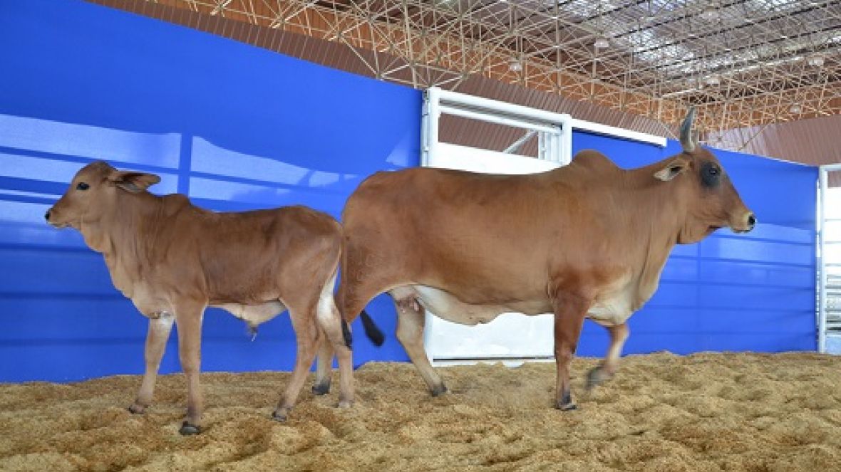 ExpoGenética: Inscrições abertas para o Prêmio Cláudio Sabino Carvalho