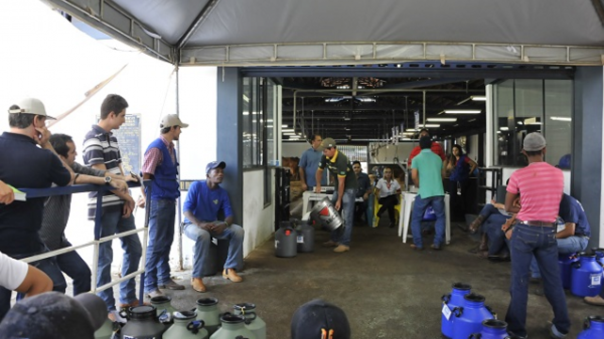 Concurso Leiteiro da 81ª ExpoZebu termina com 3 novos recordes