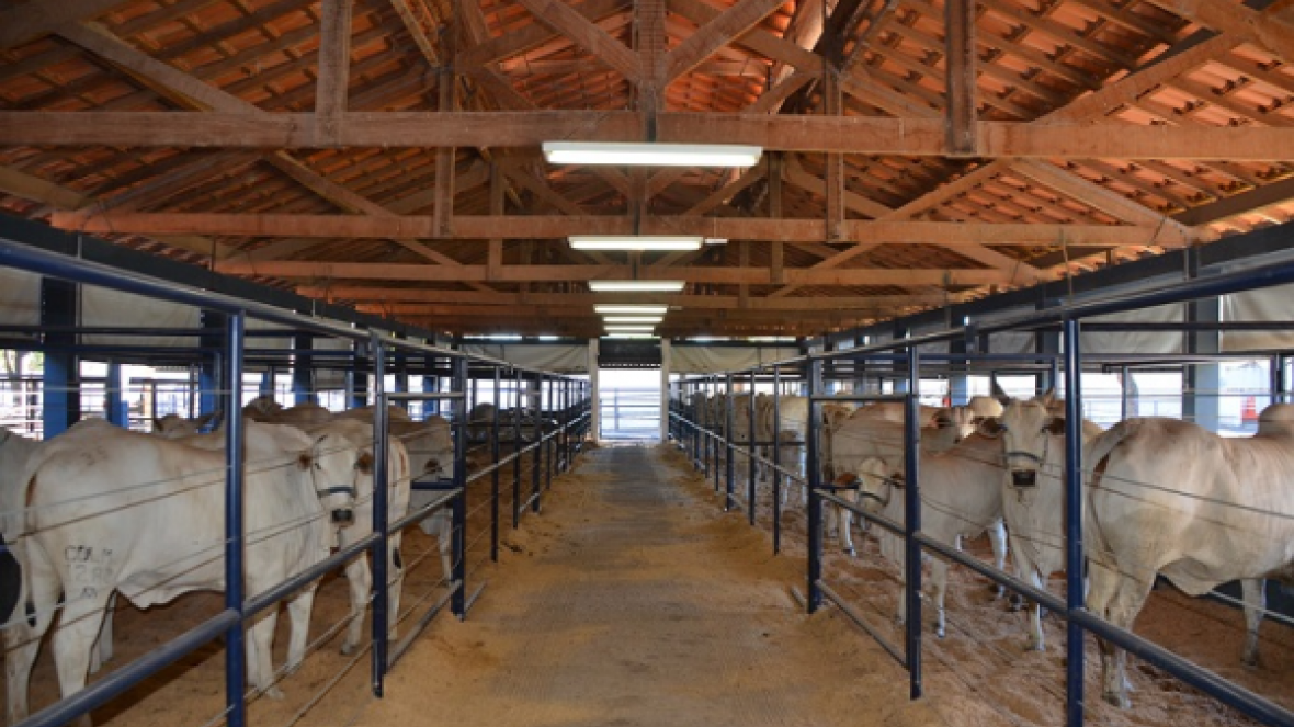 Estrelas da ExpoGenética já podem ser visitadas 