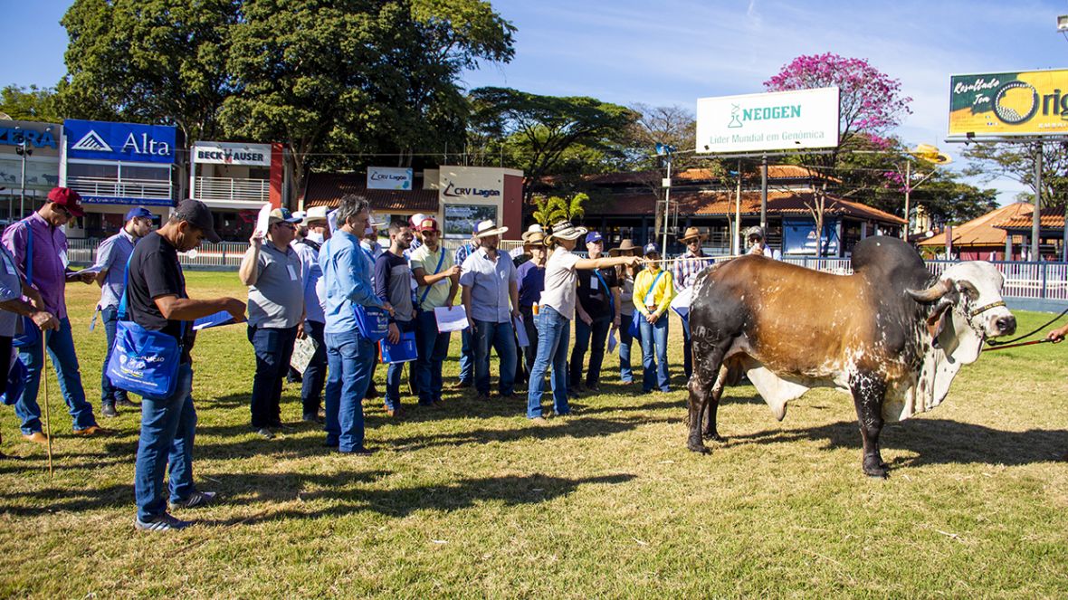 ABCZ abre inscrições para ’75º Curso de Exterior e Julgamentos de Zebuínos’
