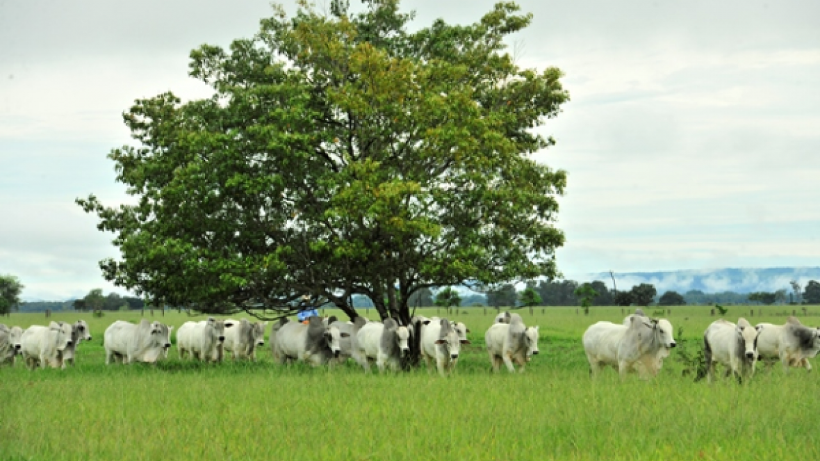 100% PMGZ promove cursos no Acre e no Paraná