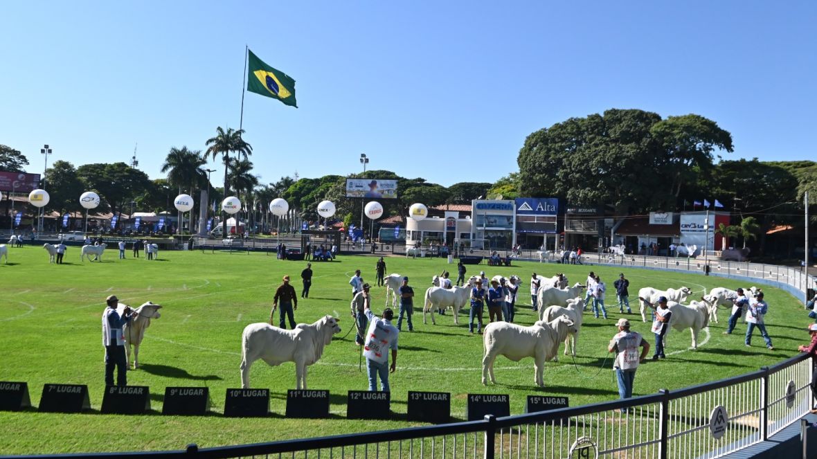ABCZ registra mais de 2 mil animais inscritos na 90ª ExpoZebu