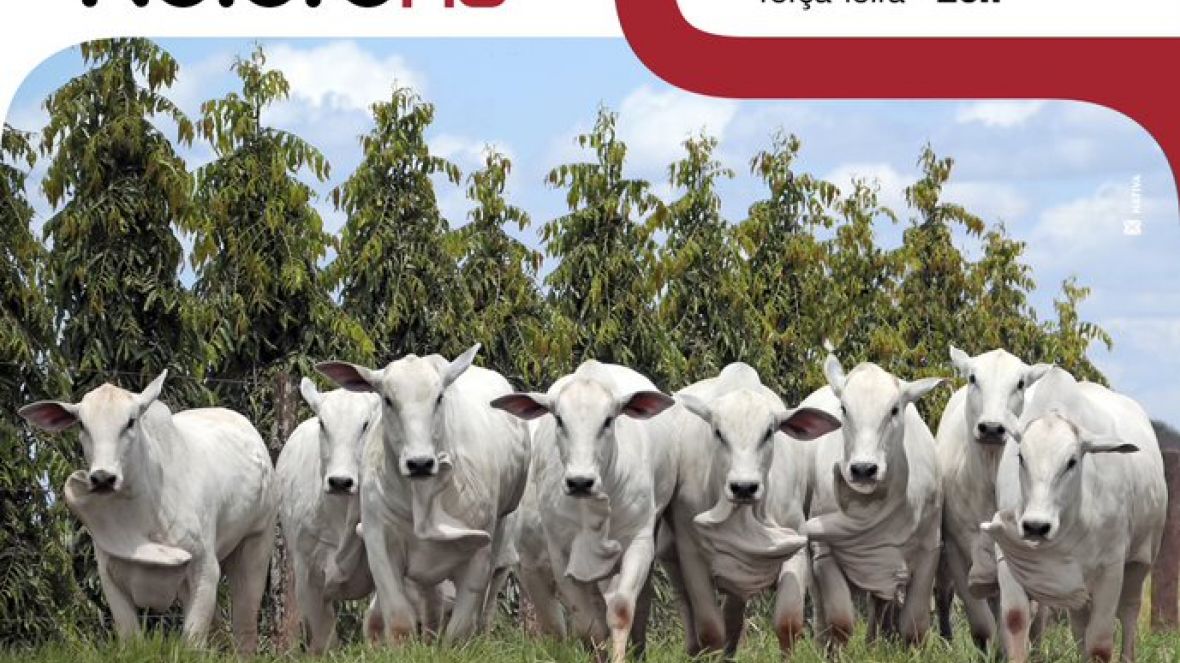 Está chegando o Leilão Fêmeas Nelore RG!