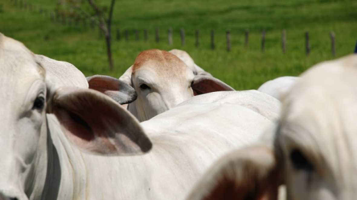 ABCZ promove curso gratuito sobre melhoramento genético no Paraná 